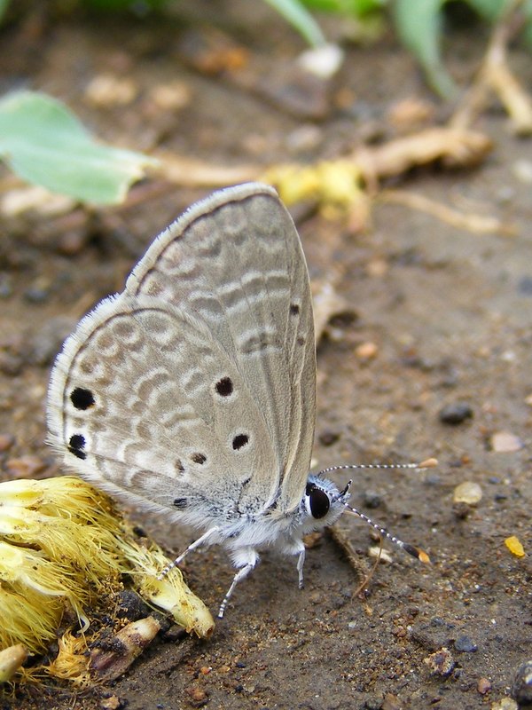 Butterflies